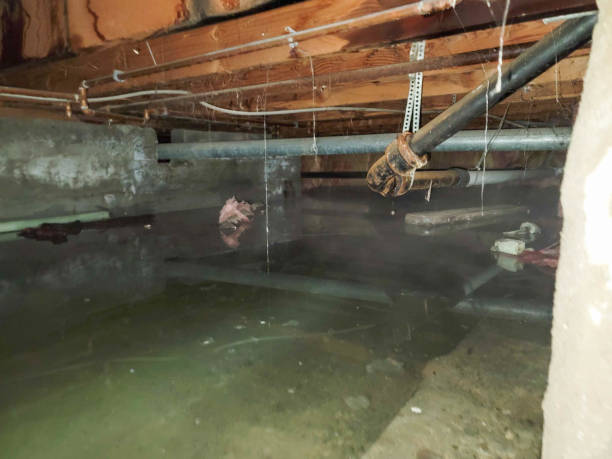 Best Local water damage restoration  in Athens, WV
